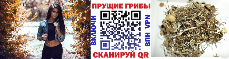 kraken ССЫЛКА  Пудож  Галлюциногенные грибы прущие грибы 
